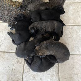 Dutch Shepherd Puppies from Dutch Den