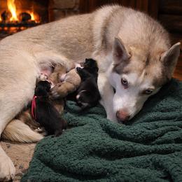 Siberian Husky puppies from Wild and Wonderful Siberian Huskies