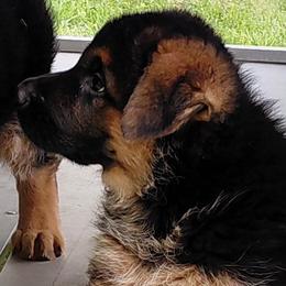 Boy 1 - Black and red male German Shepherd puppy in Nokesville, Virginia from Blauen Bergen