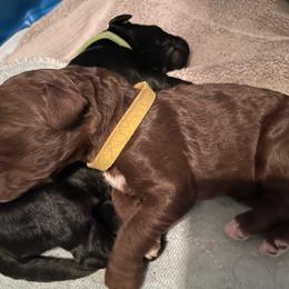 Yellow collar - Chocolate female Goldendoodle puppy in Las Vegas, Nevada from Doodles by Design