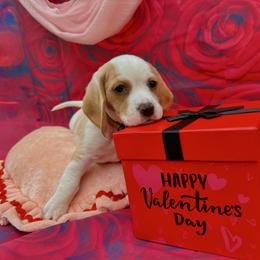 Brown Collar-Ace - Red and white male Beagle puppy in Las Vegas, Nevada from Hound Kings
