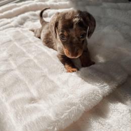 Jair - Dapple male Dachshund puppy in San Diego, California from Enchantables