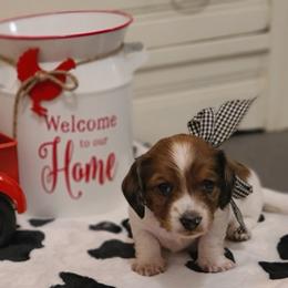 Dachshund Puppies from Belinda's little darlings dachshunds