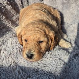 Apricot girl - Apricot female Poodle puppy in Bauxite, Arkansas from Mountain Ridge Poodles