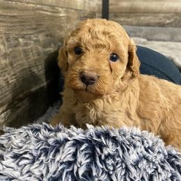 Rosie - Red  female Poodle puppy in Osseo, Michigan from Paws in the Country