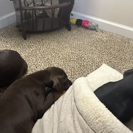 Doberman Pinscher Puppies from Pamela Nachel