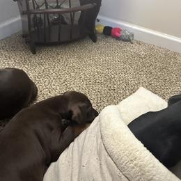 Doberman Pinscher Puppies from Pamela Nachel
