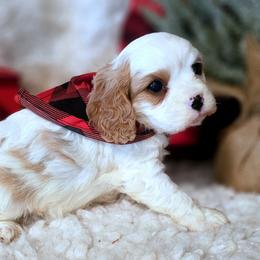 Frosty - Blenheim male Cavalier King Charles Spaniel puppy in Marshfield, Missouri from Puppyloversplace