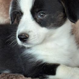 Girl 1 - Black and white female Cardigan Welsh Corgi puppy in Las Vegas, Nevada from Victory Crown