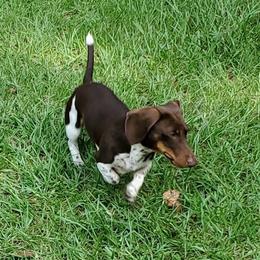 Cici - Dachshund