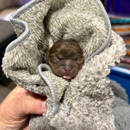 Shih Tzu Puppies from Rollins Farms Shih Tzus