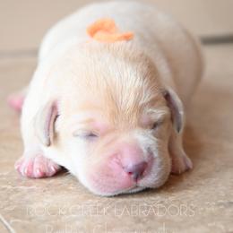 BonBon's Clementine - Yellow female Labrador Retriever puppy in Pasco, Washington from ROCK CREEK LABRADORS Pasco, WA