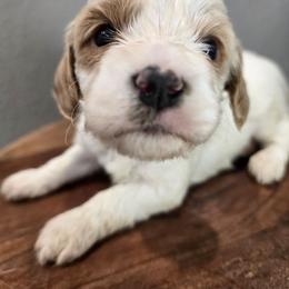Forest - Blenheim male Cavapoo puppy in Roseville, California from Heavenly Goldendoodles