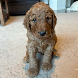 Brown - Red  male Goldendoodle puppy in Buda, Texas from Anita’s Doodles