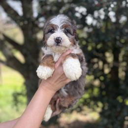 Marble - Blue merle female Bernedoodle puppy in Ashland, Kentucky from Still Waters Farm