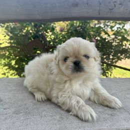 Pekingese Puppies from Ashlyn's Pups