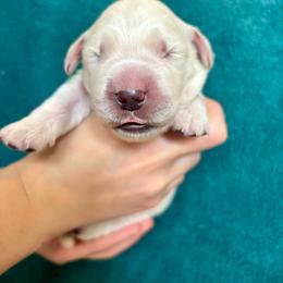 Boy 3 - Light golden male Golden Retriever puppy in Howell Township, New Jersey from Hunnypot Goldens