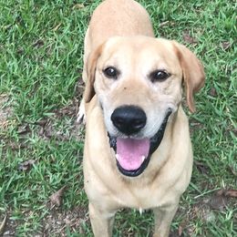 Perry - Labrador Retriever