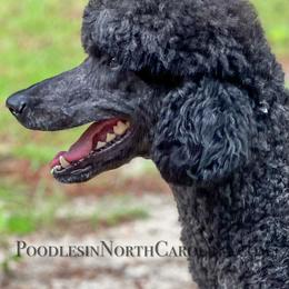 Nana - Poodle