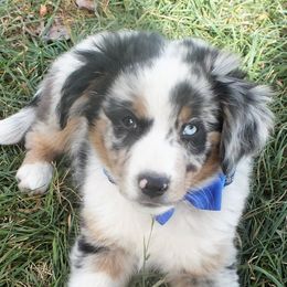 Miniature American Shepherds from RainDancer Pups