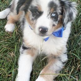 Miniature American Shepherds from RainDancer Pups