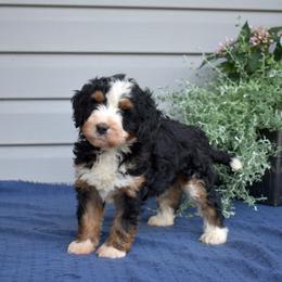Willow - Tri-color female Bernedoodle puppy in Honey Brook, Pennsylvania from Green Ridge Puppies