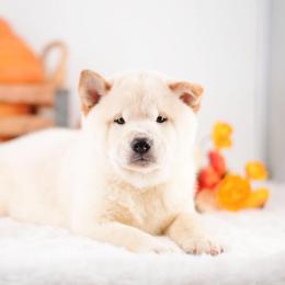 Neo - Cream Boy - Cream male Shiba Inu puppy in Neosho, Missouri from Sunny Terrace Shibas
