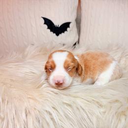 Rory - Piebald male Dachshund puppy in Washburn, Tennessee from Clinch Mountain Dachshunds