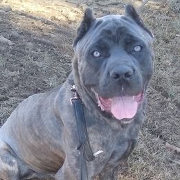 Cane Corso All Grown Up from Montagna Di Ferro Cane Corso