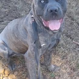 Cane Corso All Grown Up from Montagna Di Ferro Cane Corso