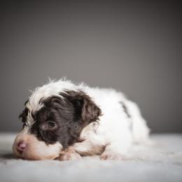 Boy 3 - male Schnoodle puppy in Caldwell, Idaho from Boise Doodle Co.