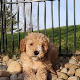 Mercedes - Caramel Labradoodle puppy in Fostoria, Michigan from North Country Kennel Club