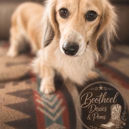 Remi - Dachshund