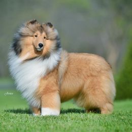 Cora - Shetland Sheepdog