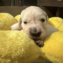 Girl 4 - Light golden female Golden Retriever puppy in Gate, Oklahoma from Golden Retriever Street