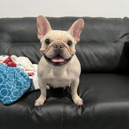 Lulu - French Bulldog