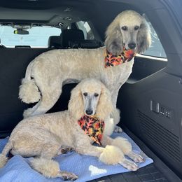 German Shepherds from The Dog House