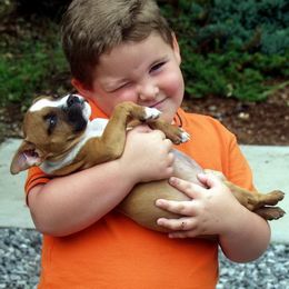 American Staffordshire Terrier Puppies from Royal Court AmStaffs
