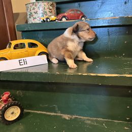 Collie Puppies from Brown Acres Collies