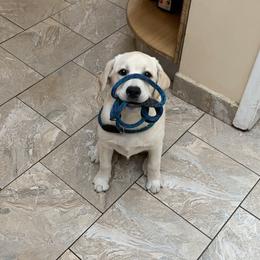 Labrador Retriever Puppies from Findaway Labradors