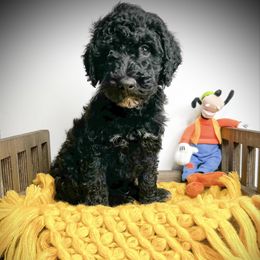 Goofy - Black male Goldendoodle puppy in from Pink Poodles and Doodles