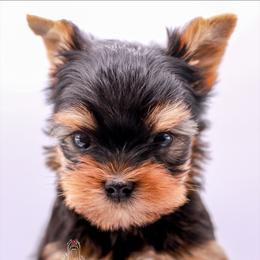Yorkshire Terrier Puppies from Essence of Grace Yorkies