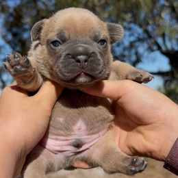 Blue Fawn Make (Sansa - Meeko) - Brindle male French Bulldog puppy in Gulf Breeze, Florida from SW Frenchies