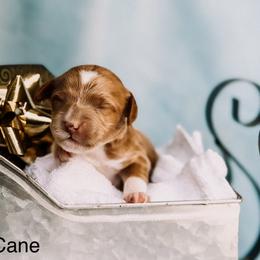 Candy Cane - Red  female Goldendoodle puppy in Lakeland, Florida from Rolling Oak Doodles