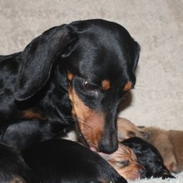 Pepper - Dachshund