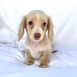 Green - Cream male Dachshund puppy in Silver Springs, Florida from DeMarsh's Dachshunds