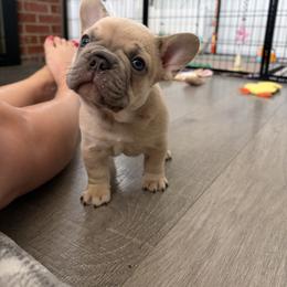 French Bulldog Puppies from Foster Lake Frenchies
