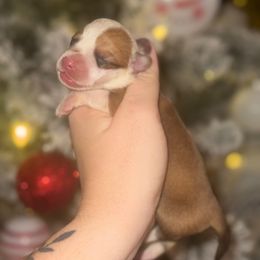 Opal - Fawn and white female American Corgi puppy in East Oakdale, California from Rhettro Kennels