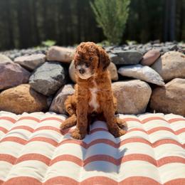 Boy 1 - Red  male Poodle puppy in Wisconsin Rapids, Wisconsin from Clementi Pearl Golden and Poodle