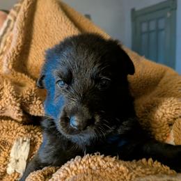 Rob Stark - Black male German Shepherd puppy in Garrett, Indiana from Devil-Dog Shepherds